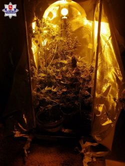 zabezpieczona uprawa, roślina konopi stojąca w przygotowanym namiocie z oświetleniem
