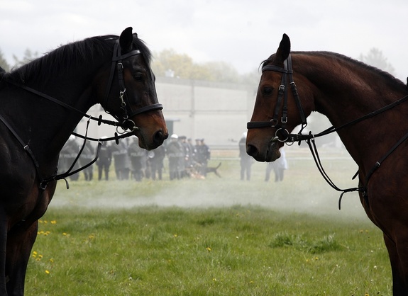dwa konie stoją łbami na przeciwko siebie